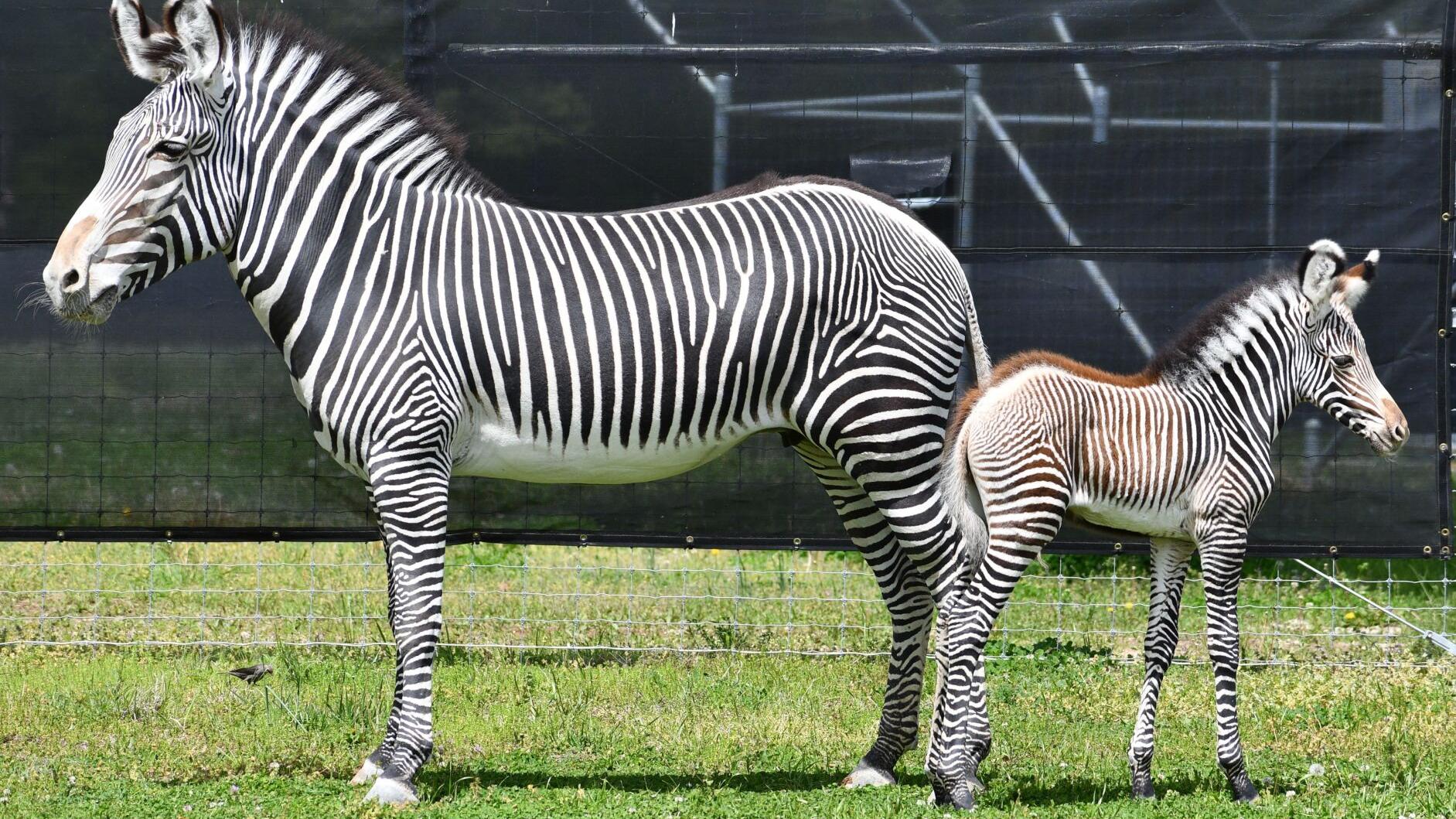 Zoo's WildCare Park, opening in 2027, expects to make major economic impact